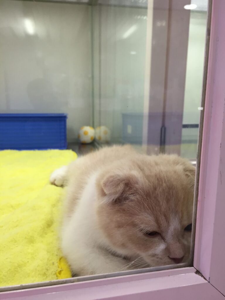 tokyo pet store