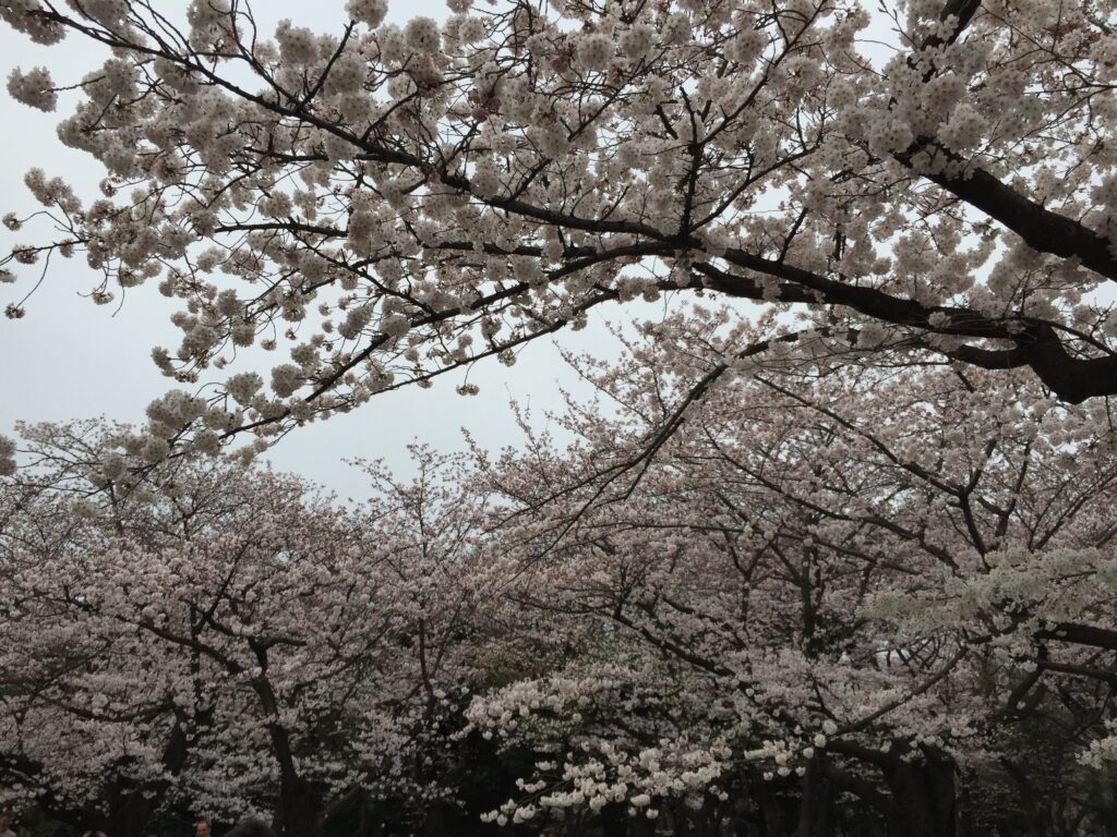 tokyo yoyogi park