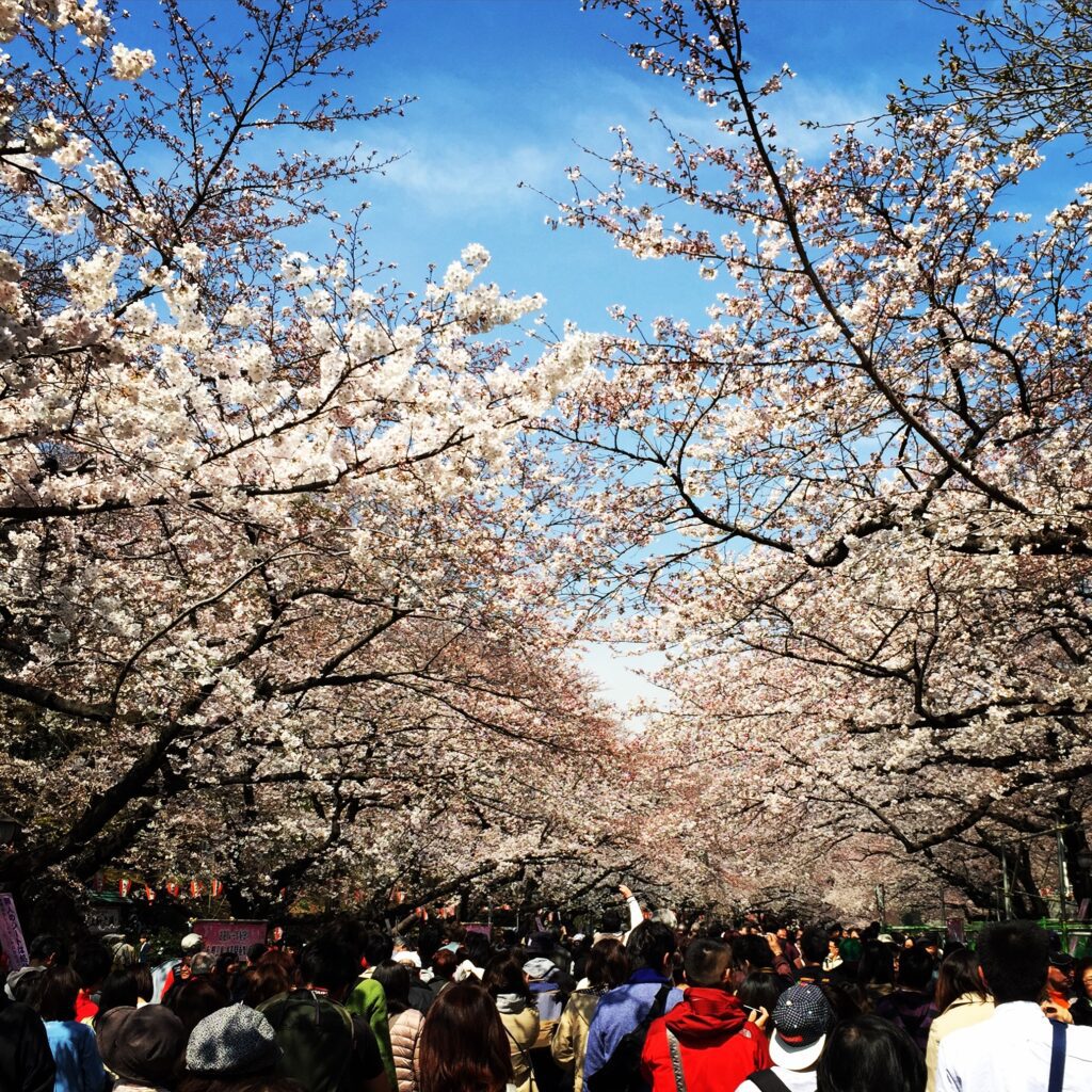 ueno park cherry blossoms 5