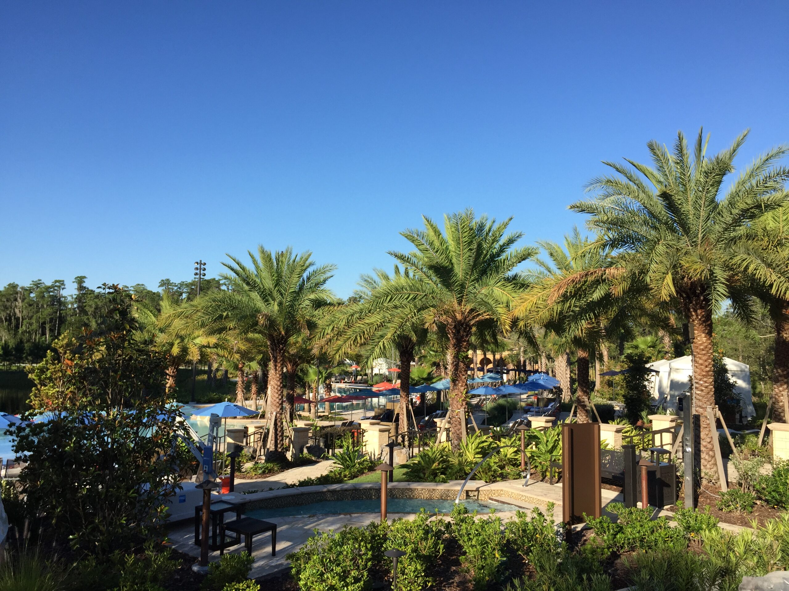 a group of palm trees and a pool