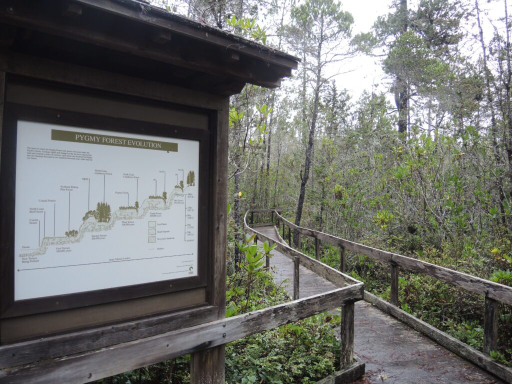 mendocino pygmy forest