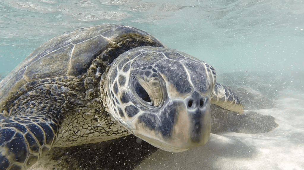 montage kapalua bay maui turtles