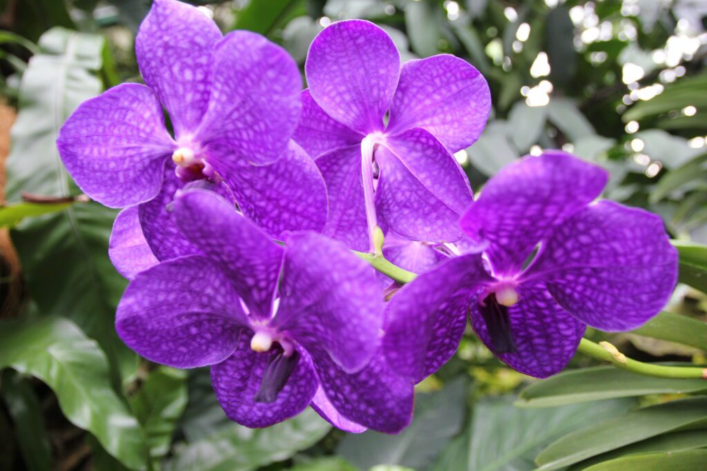 singapore botanical gardens flowers