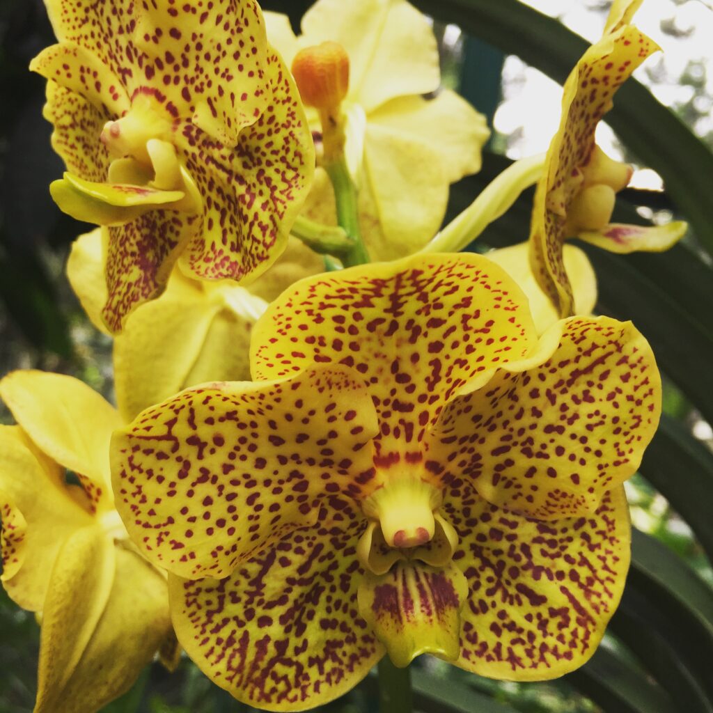 singapore national orchid garden orchid