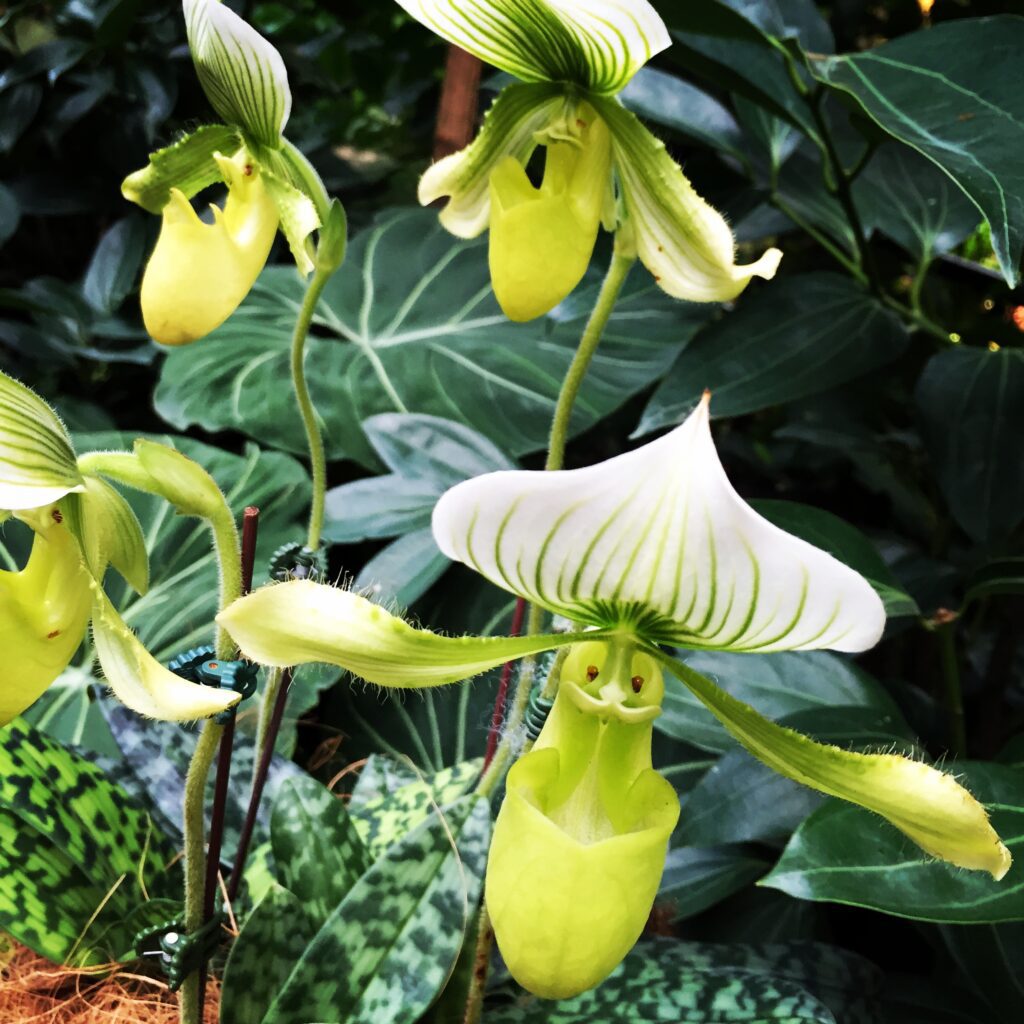singapore national orchid garden orchid 2