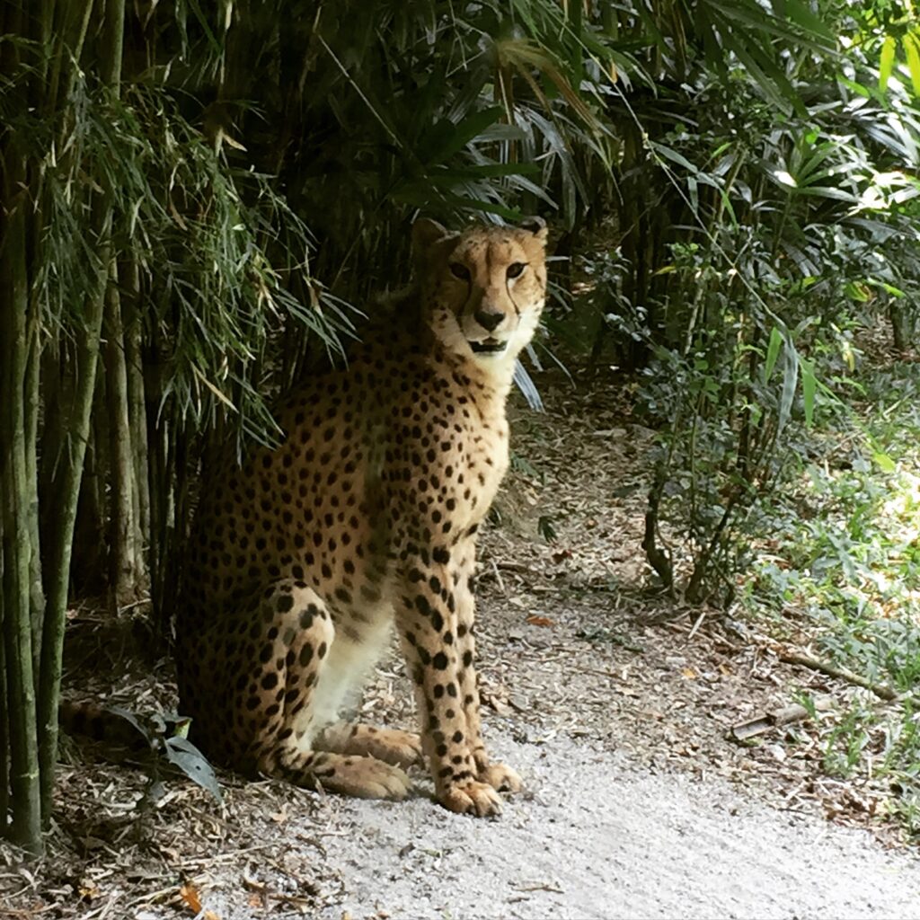 singapore zoo cheetah