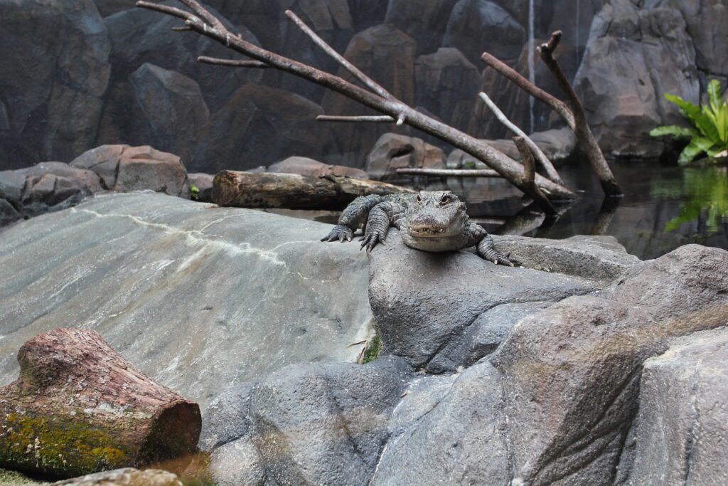 singapore zoo crocodile