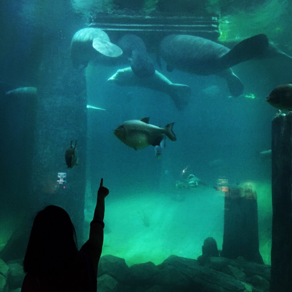 singapore zoo manatee