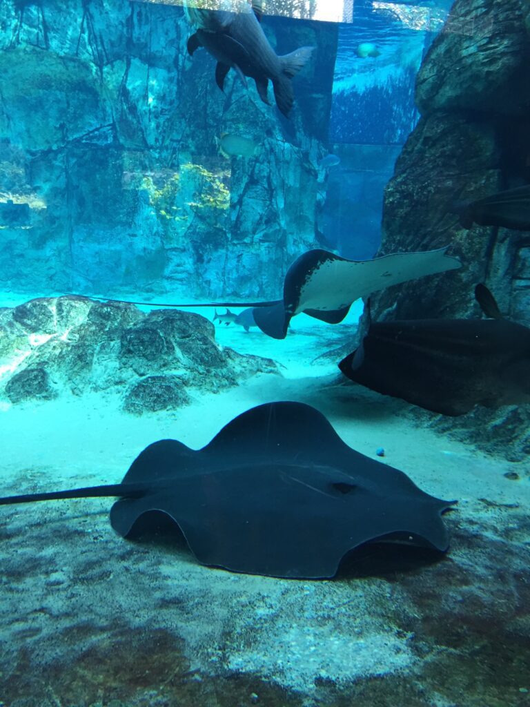 singapore zoo manta