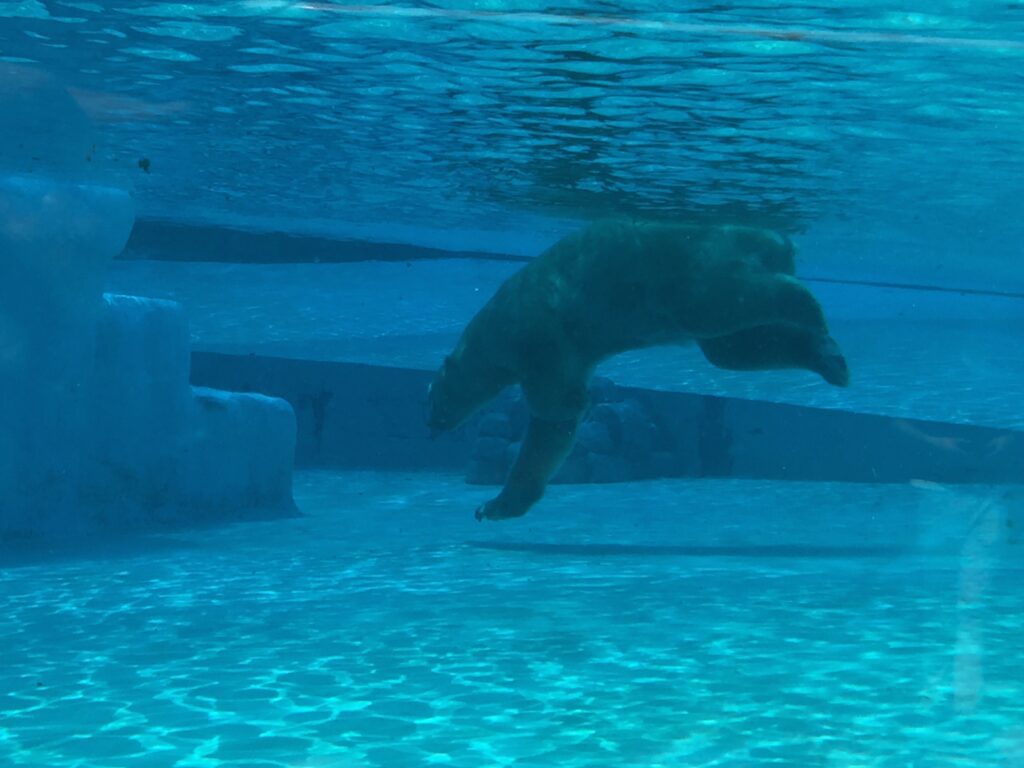 singapore zoo polar bear