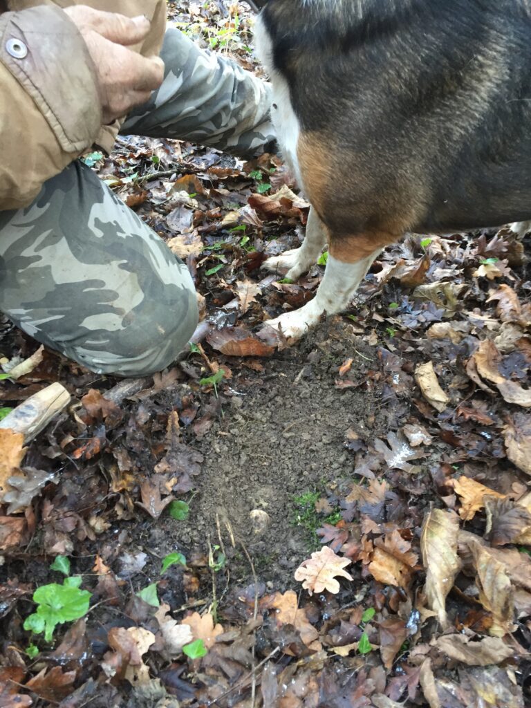 piedmont food & wine tour truffle hunting dog 2