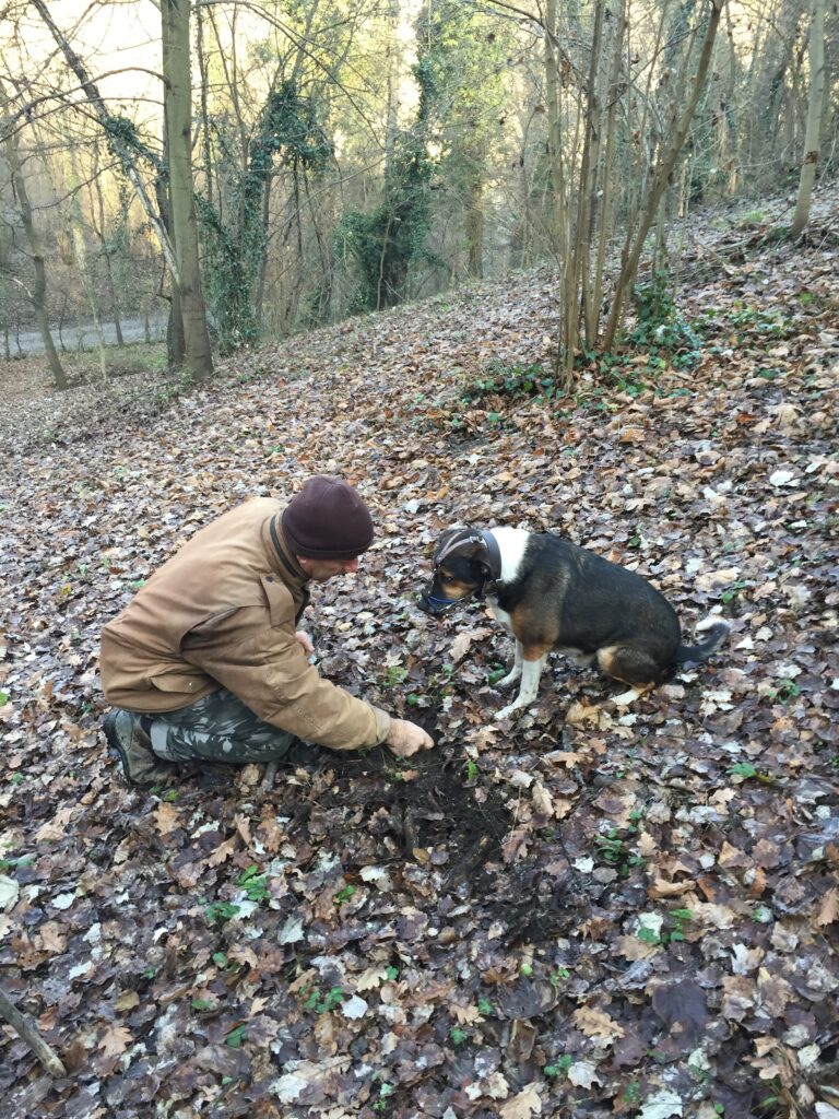 piedmont food & wine tour truffle hunting dog