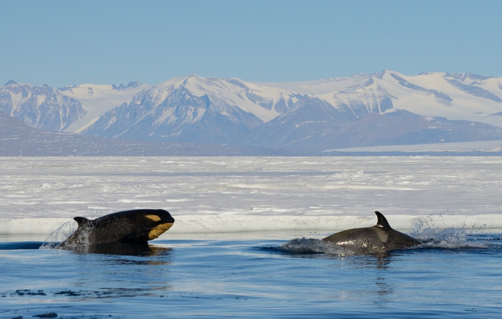 Antarctica Amundsen Sea! - Antarctica Trip Contest