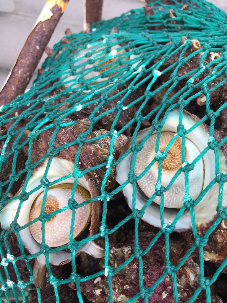 jeju island conch 2