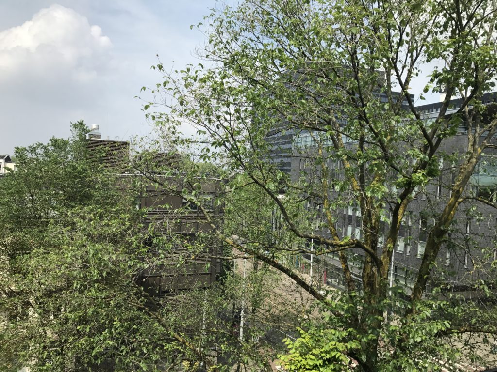 a tree with green leaves in front of a building