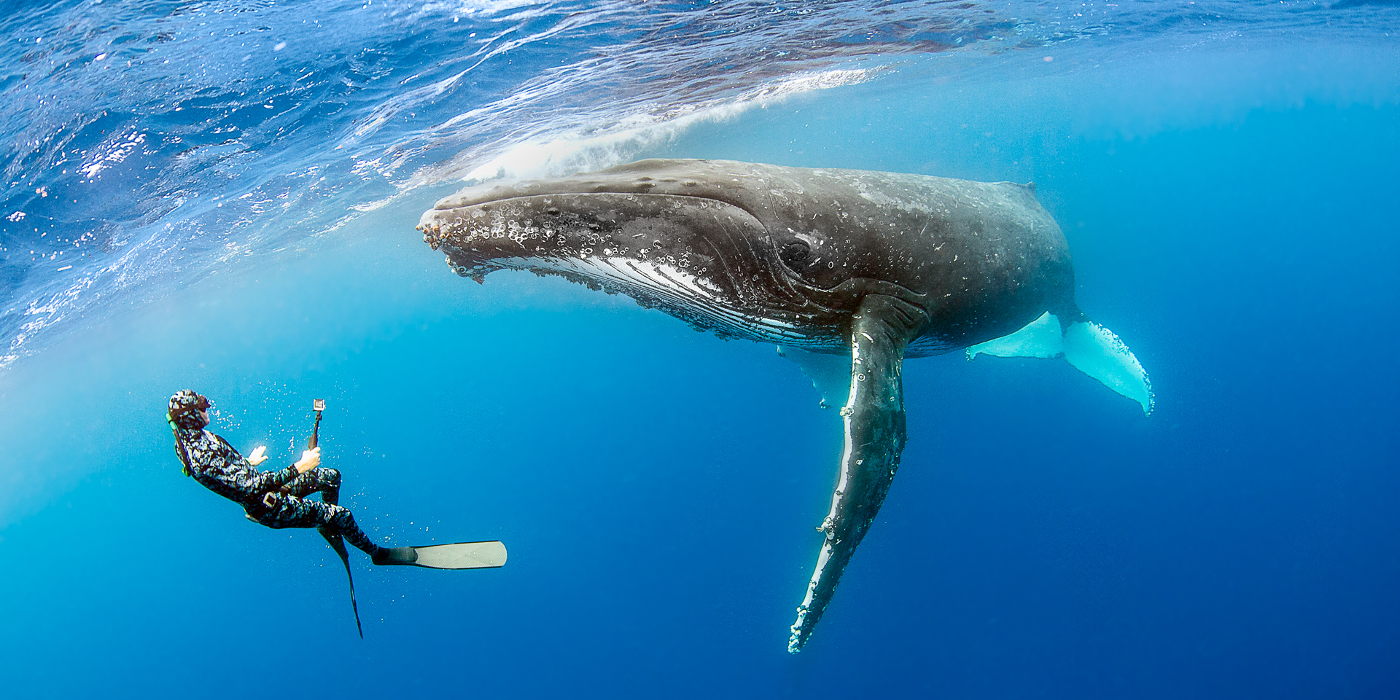 A diver in a wetsuit and fins is underwater, holding a camera on a stick, facing a large humpback whale. The whale is swimming close to the surface of the water, and the diver is positioned near its head. The water is clear and blue, providing a vivid view of both the diver and the whale.